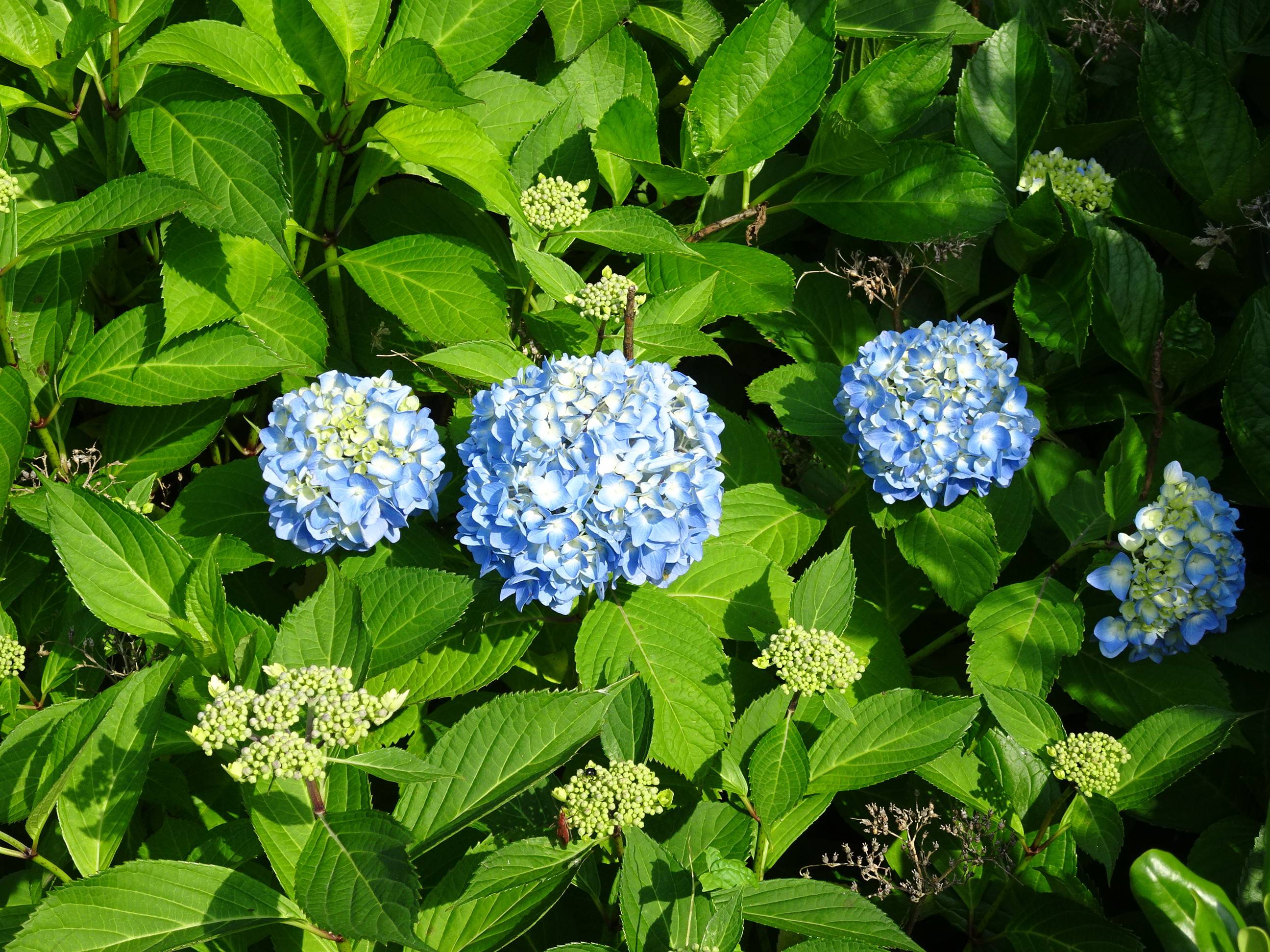 ~ 6月の花 ~の写真