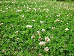 ～　よく見るけど、これも外来種　～