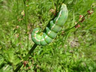 ～　イモムシ・ケムシ　～