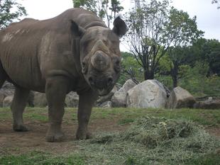 ニルに似（てい）る？