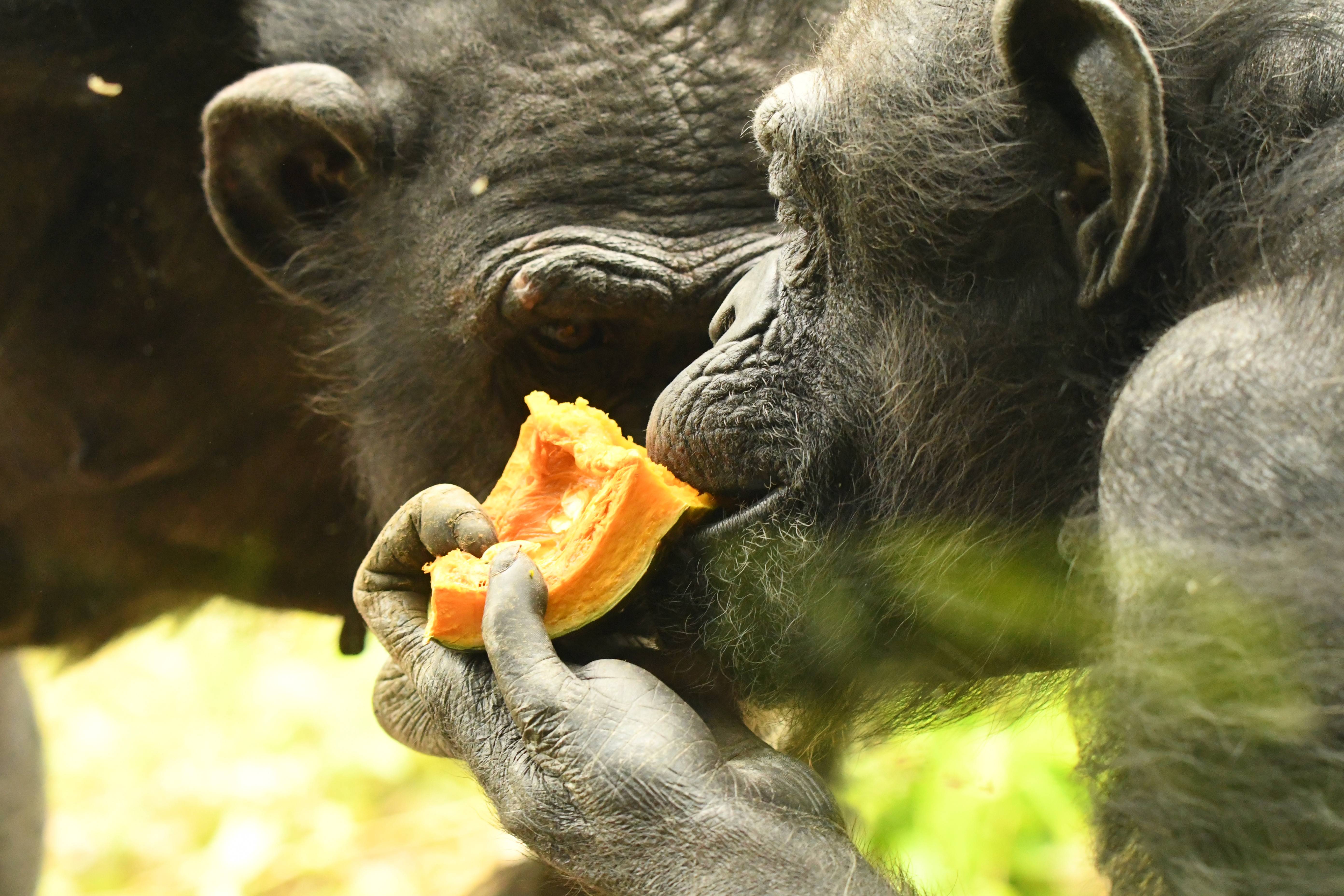 チンパンジーのあれこれ⑥ 色々な食料(動物園編)の写真