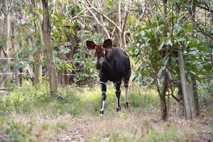 Destroyer with sweet heart...