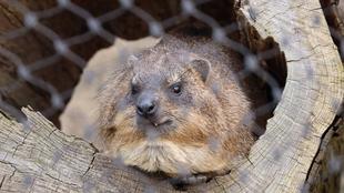 砂浴び場ができました！