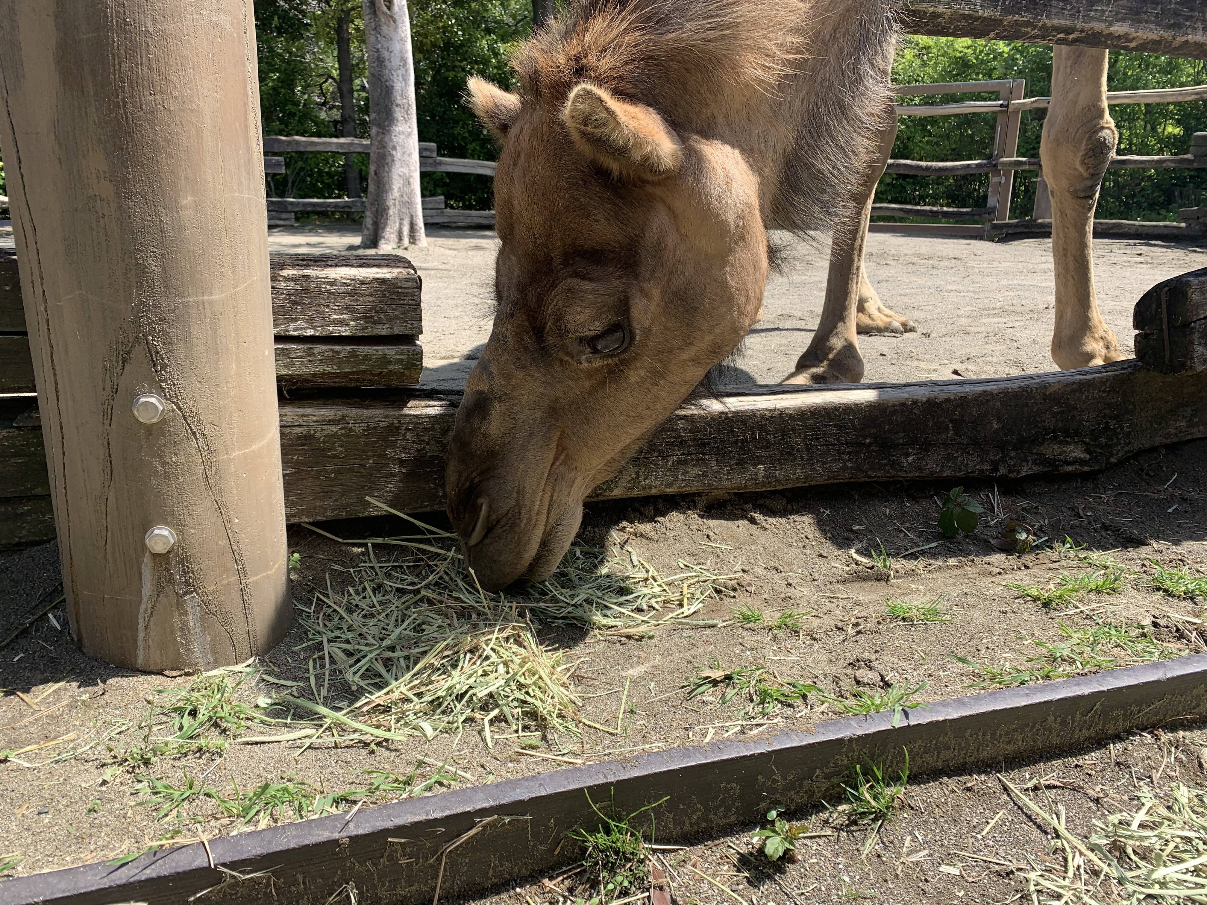 チモシーソムリエ・ピノの写真