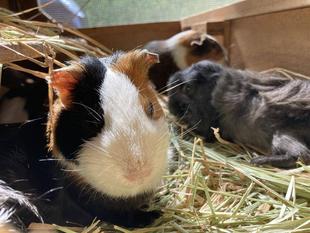 モルモットたちのぽかぽか日なたぼっこ