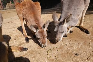 アカカンガルーの新たな仲間