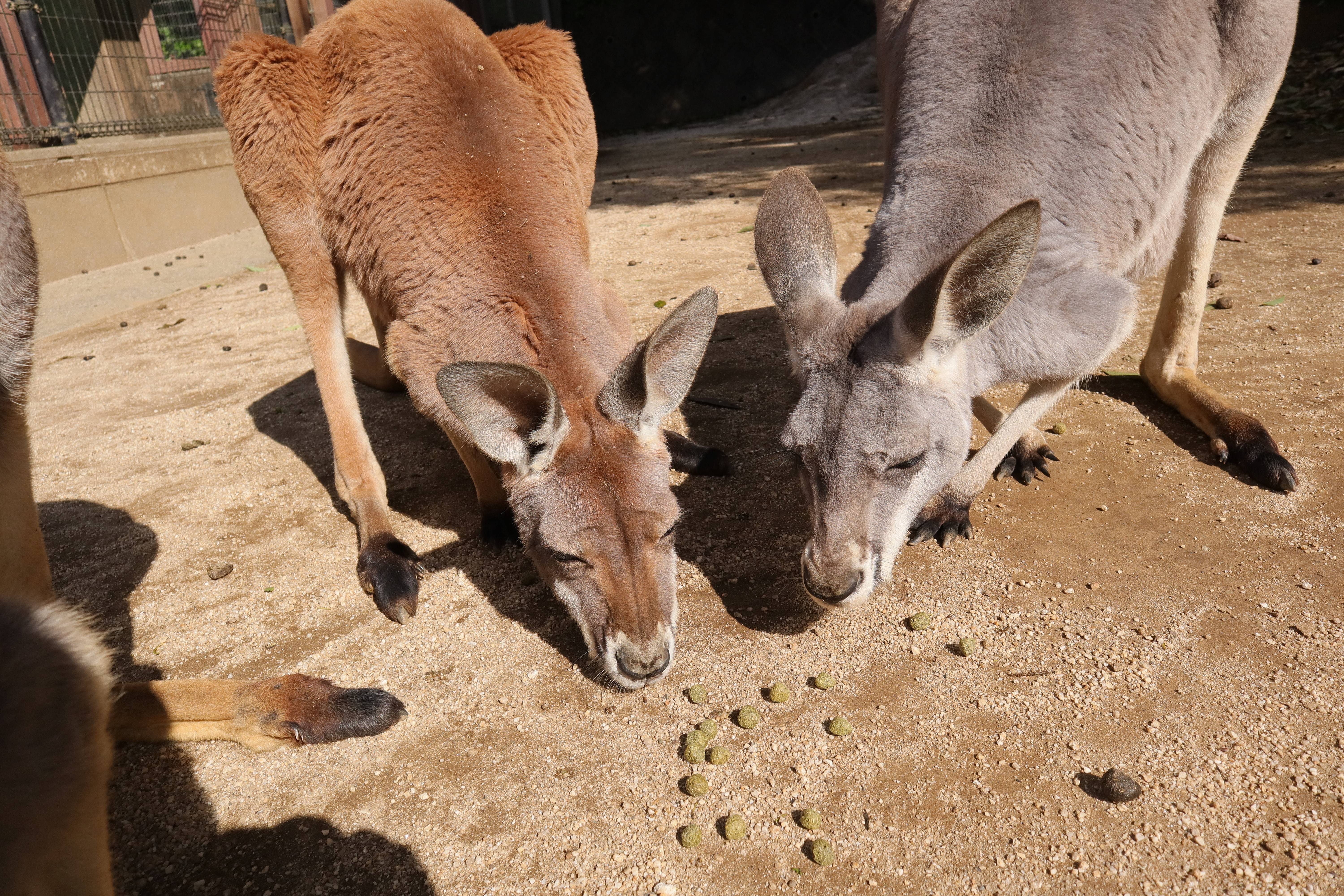 アカカンガルーの新たな仲間の写真