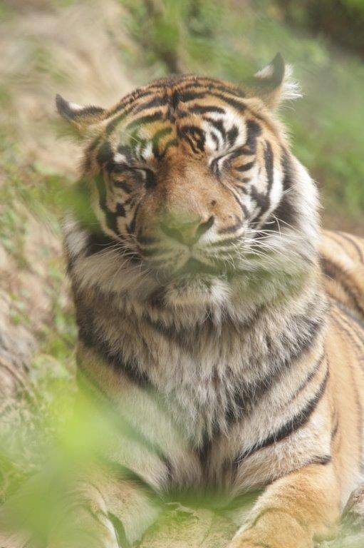 眠いZzz・・・(デル編-2)の写真