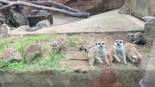 ミーアキャットお引越し完了！