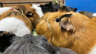 ただただかわいいだけ