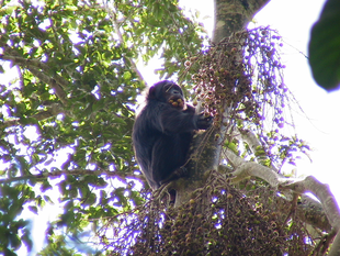 チンパンジーのあれこれ⑤ 色々な食料(野生編)