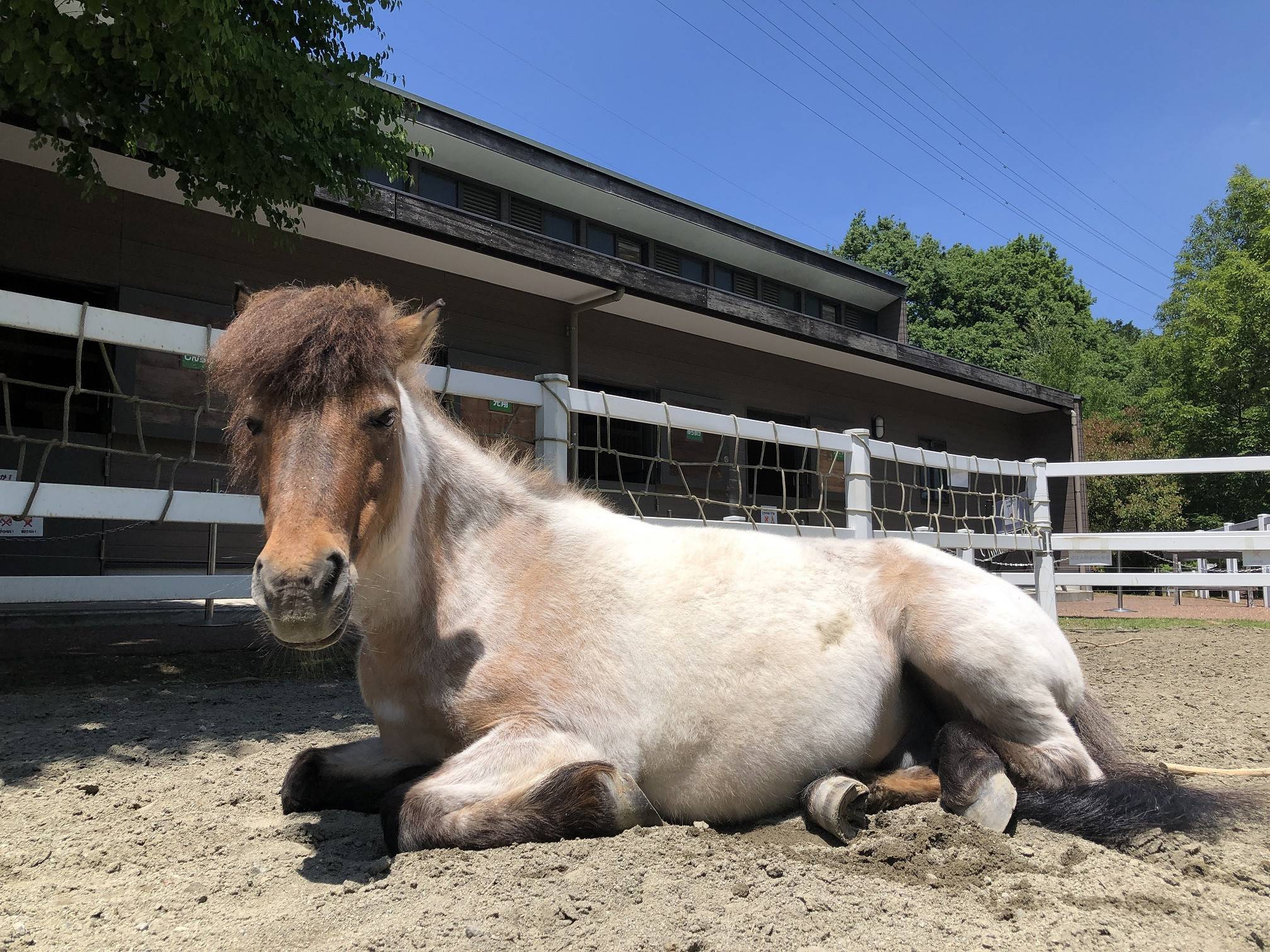 「白いお馬さん」の正体はの写真