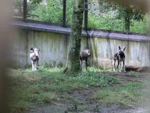 リカオンの同居の続きの話