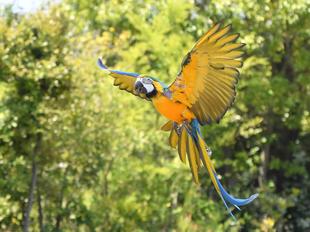 今日は06（オウム）・15（インコ）の日