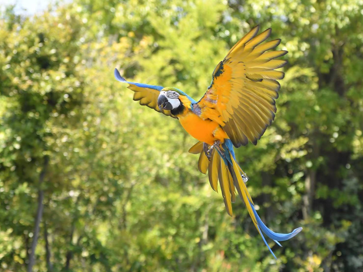 今日は06(オウム)・15(インコ)の日の写真
