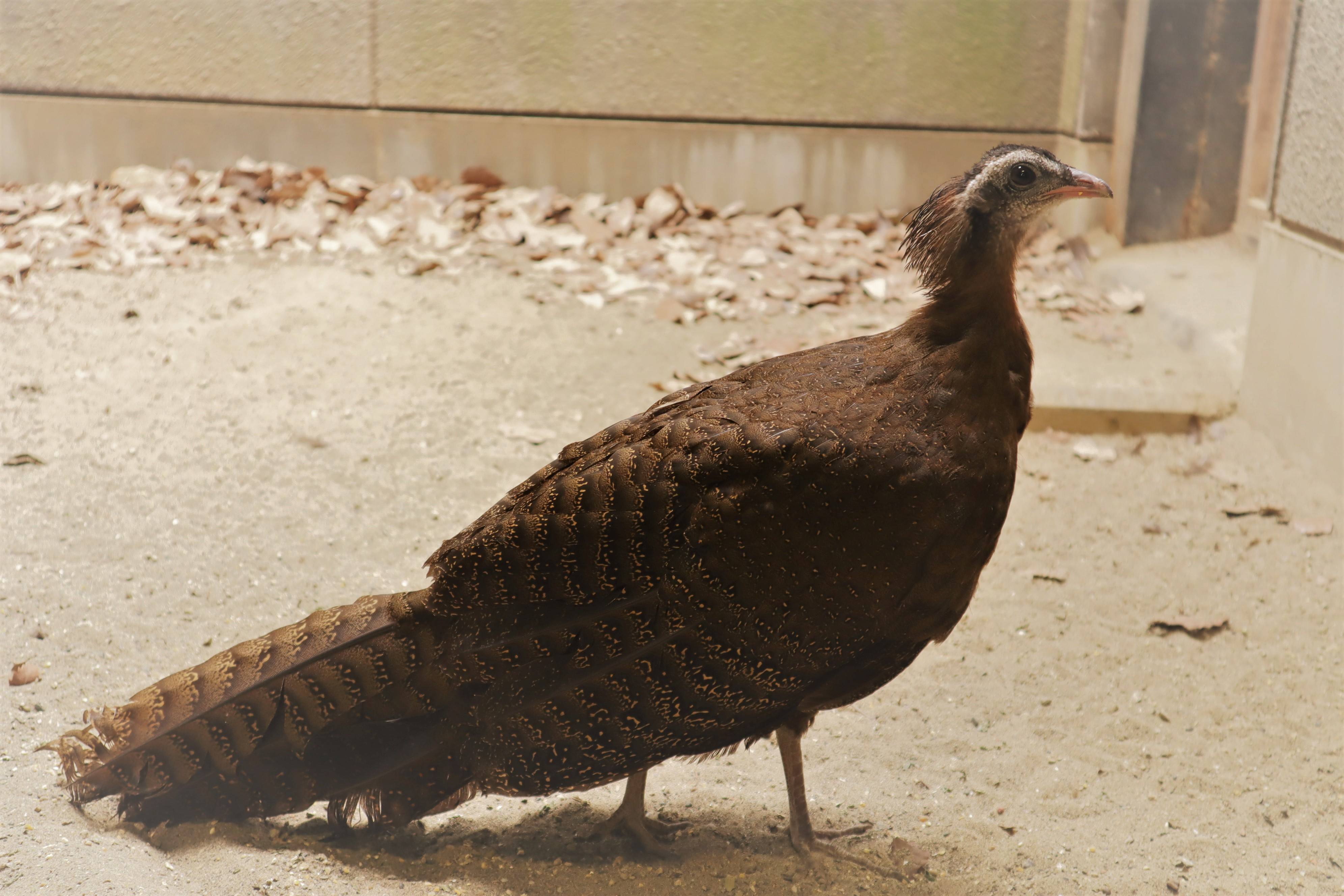 カンムリセイランひなっこ成長記 13最終回 飼育日誌 よこはま動物園ズーラシア公式サイト 公益財団法人 横浜市緑の協会 カンムリセイランひなっこ成長記 13最終回 飼育日誌 よこはま動物園ズーラシア公式サイト 公益財団法人 横浜市緑の協会