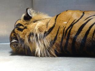 少なくなりました・・・