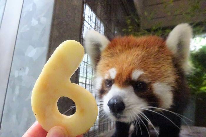 キク、6歳♪♪の写真