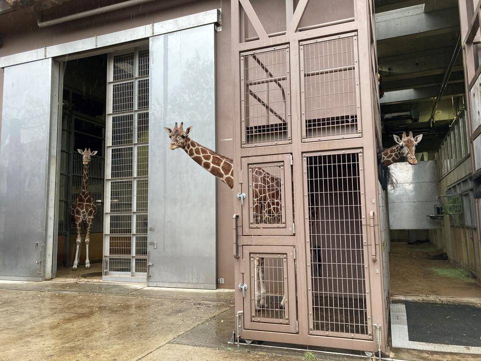 エミリーの雨宿りの写真