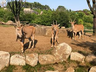 エランド引っ越しラッシュ！