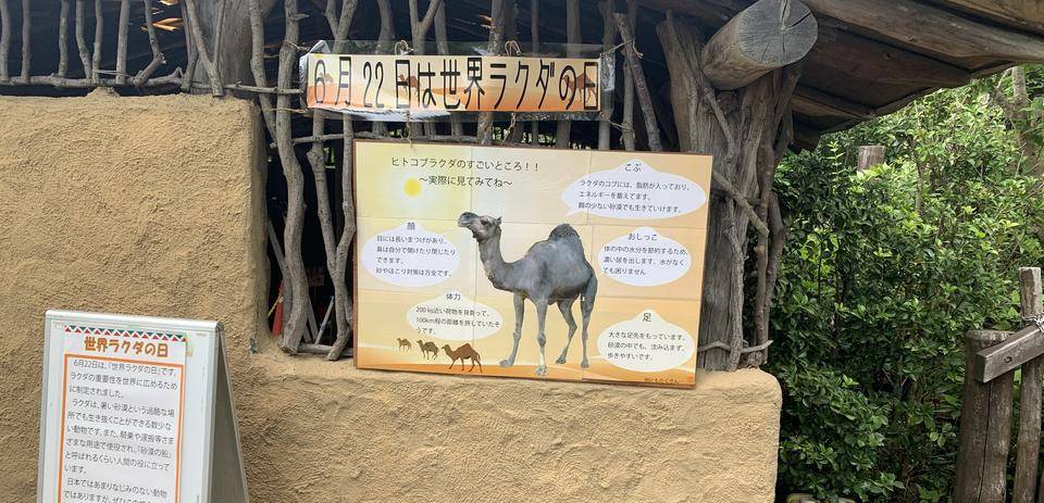 祝世界ラクダの日の写真