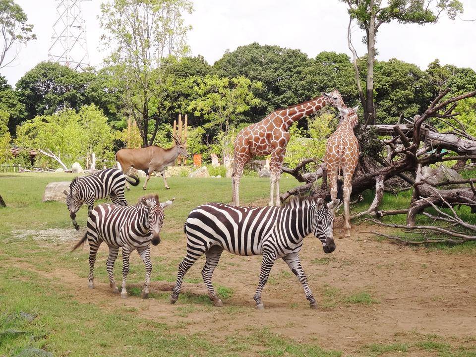 サバンナエリアの1ショットブログ その63の写真