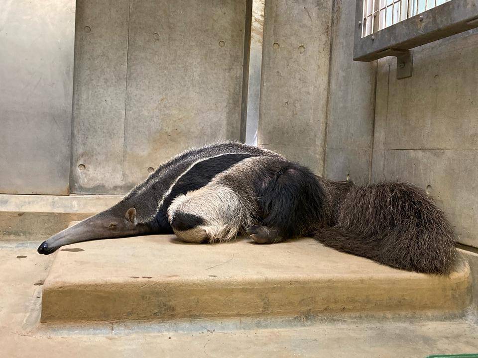 オオアリクイの睡眠時間の写真