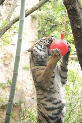 ラウトの誕生日-②