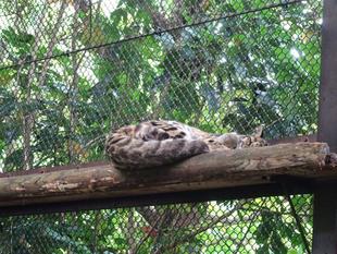 雨の日のアニル