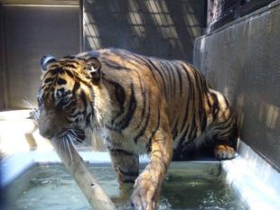 ムジュの反応('◇')ゞ