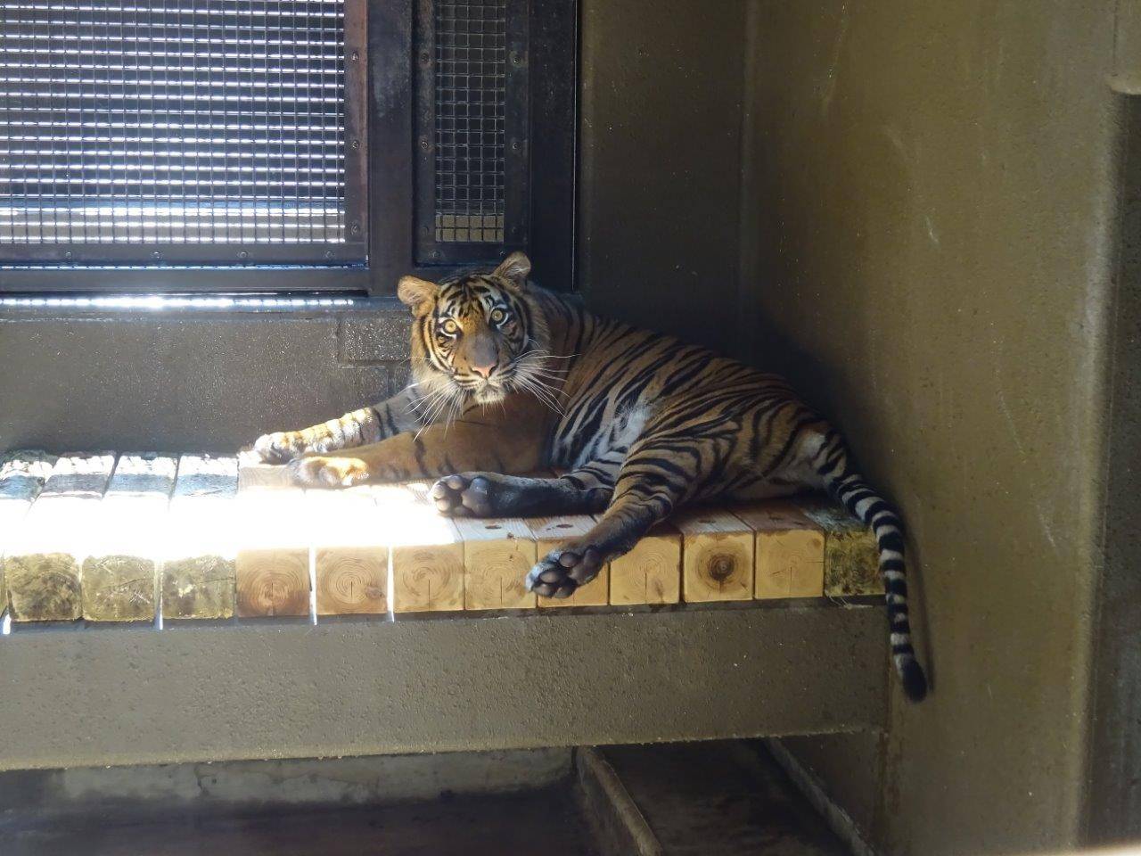 寝台の角材を交換しました!の写真