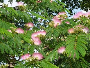 ～　ピンクの花　～