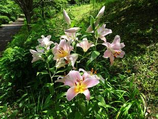 ～　ピンクの花　２　～