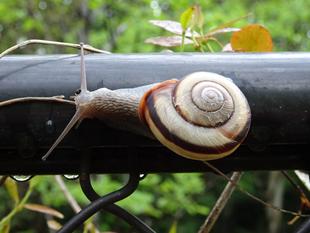 ～　でんでんむし　～