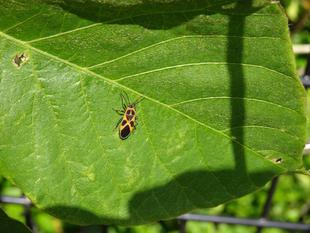 ～　虫の日　～