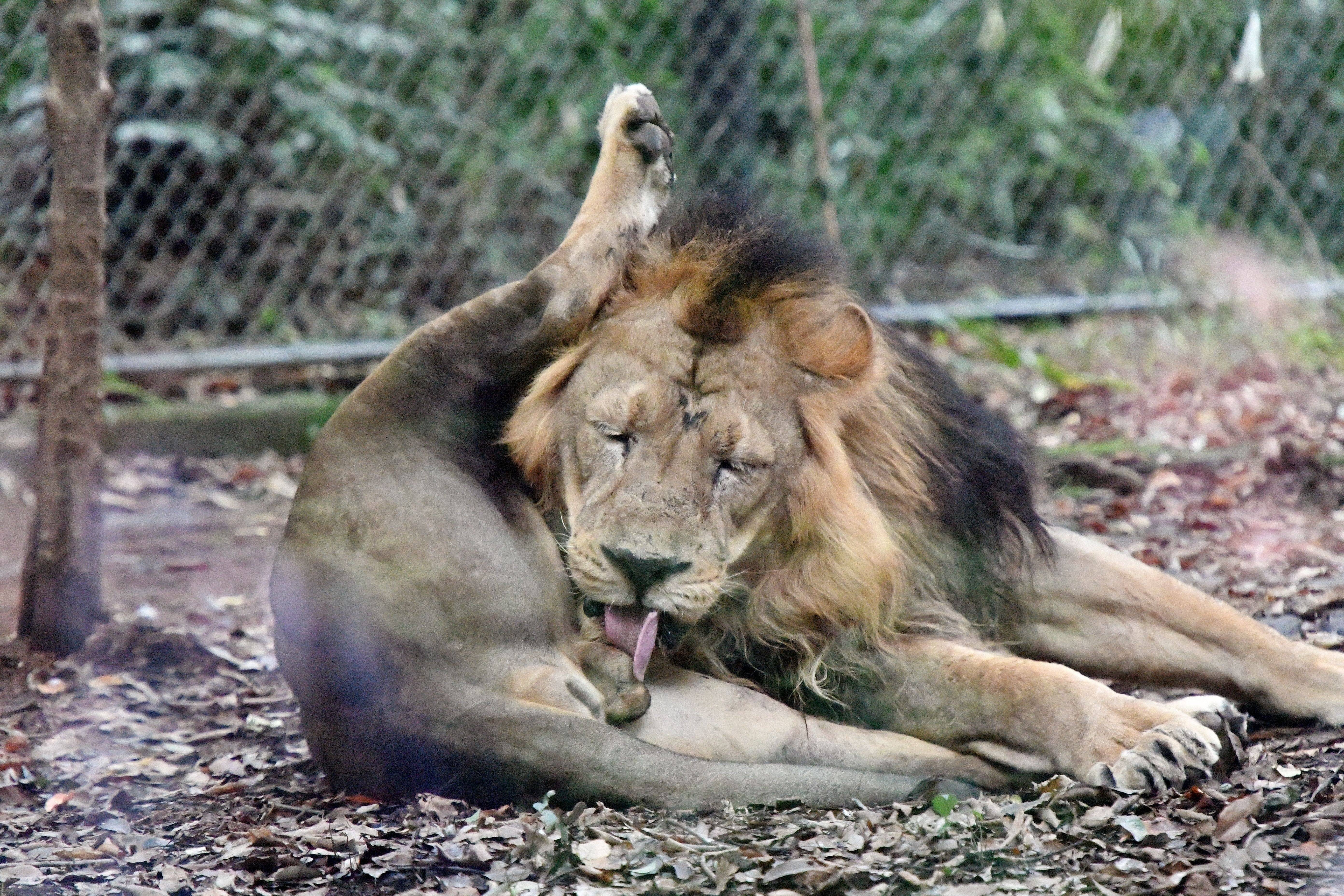 「百獣の王のあんな姿こんな姿」っていうお話の写真