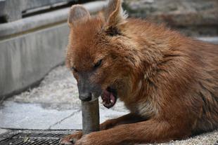 モーアのおもちゃ