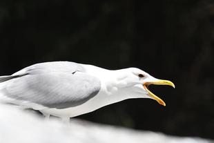 講演会のおしらせ