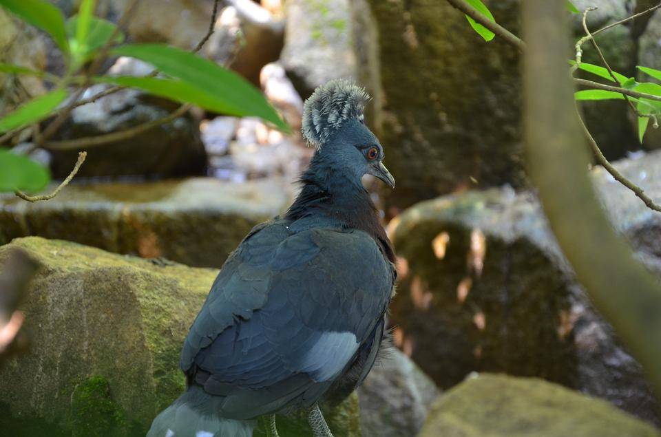 オウギバトの巣立ちの写真