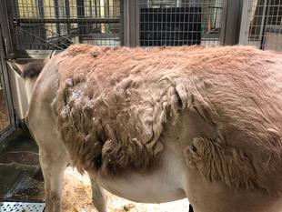 ミンミンの換毛日記2021