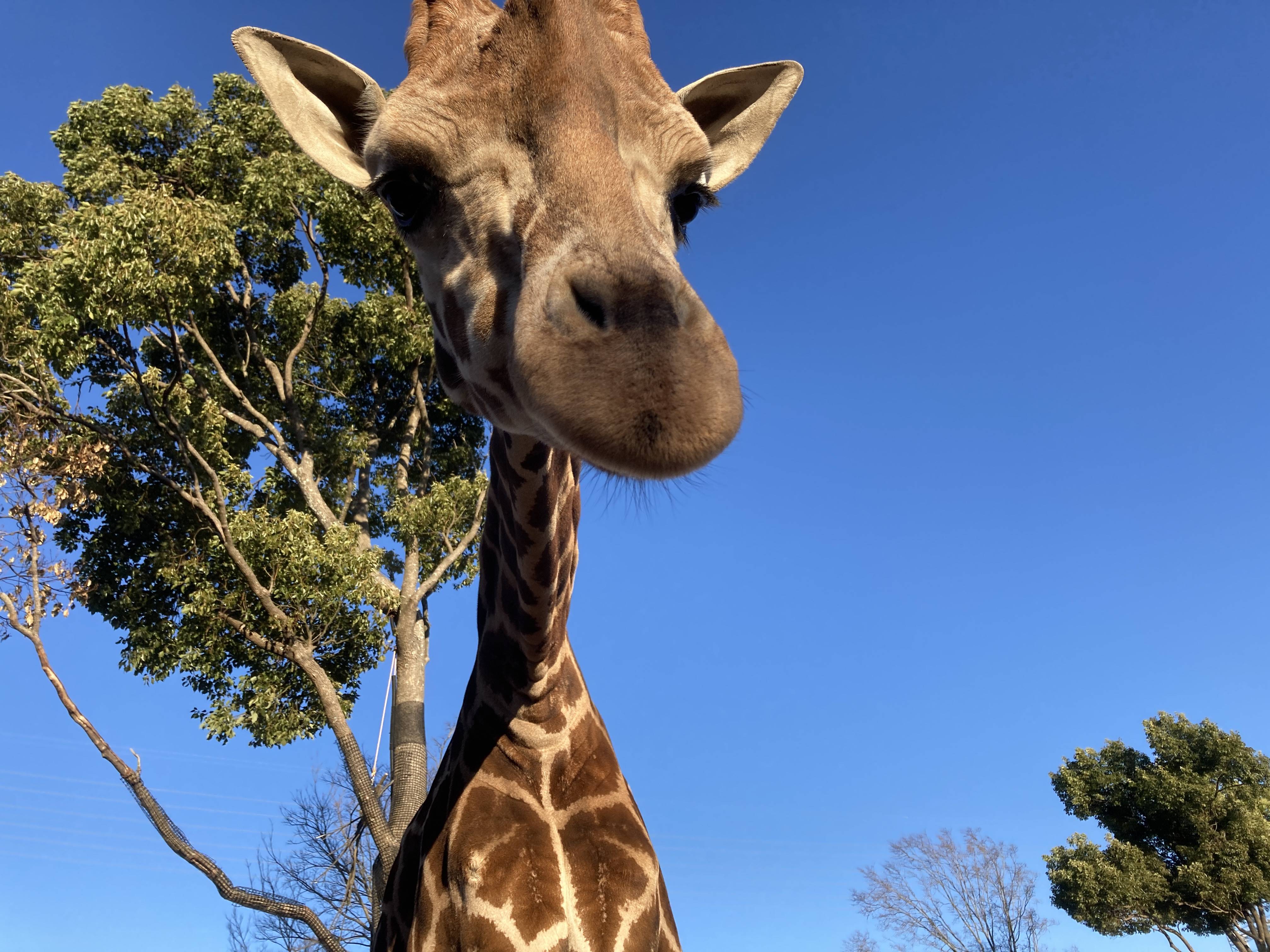 世界キリンの日に向けて...の写真