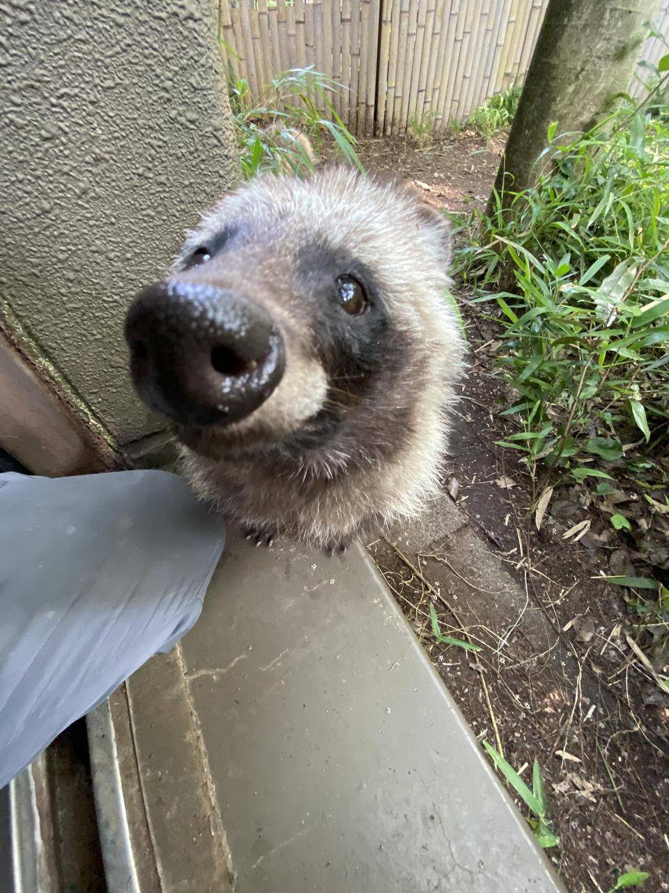 モフモフからスマートにの写真