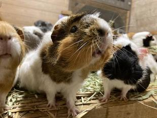 モルモットと恵みの雨？