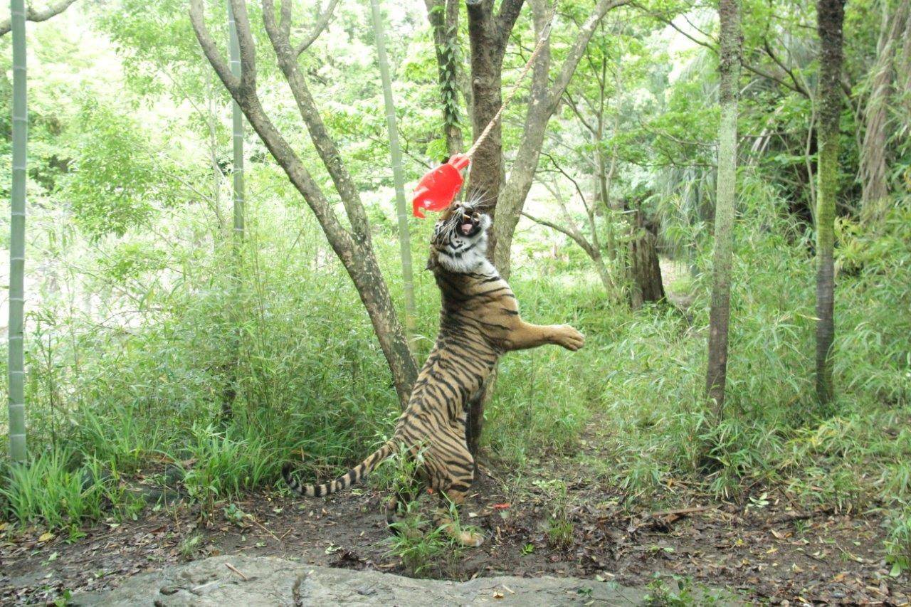 ラウトの誕生日-③の写真