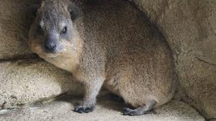 ジョスのお引越し