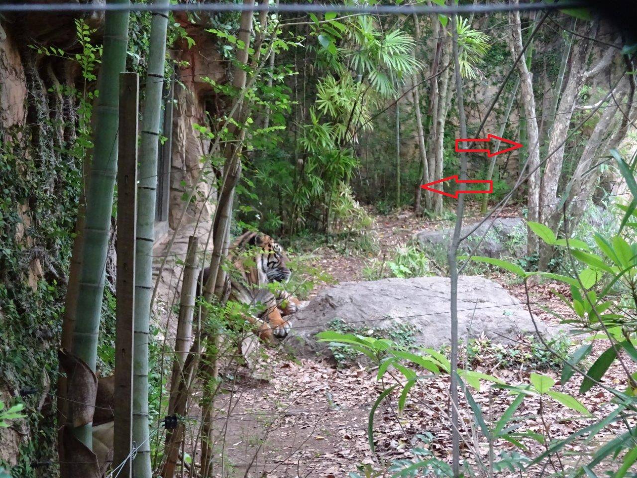 筍から竹に!の写真