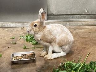 お初にお目にかかります?