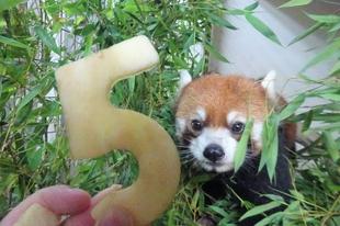 まめたろう、5歳♪♪