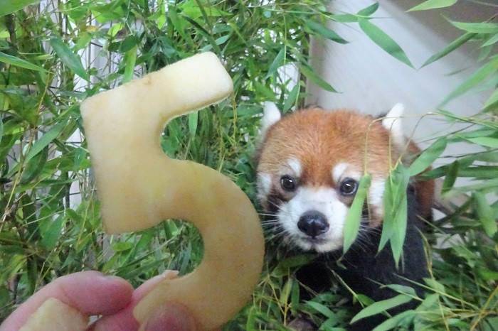 まめたろう、5歳♪♪の写真