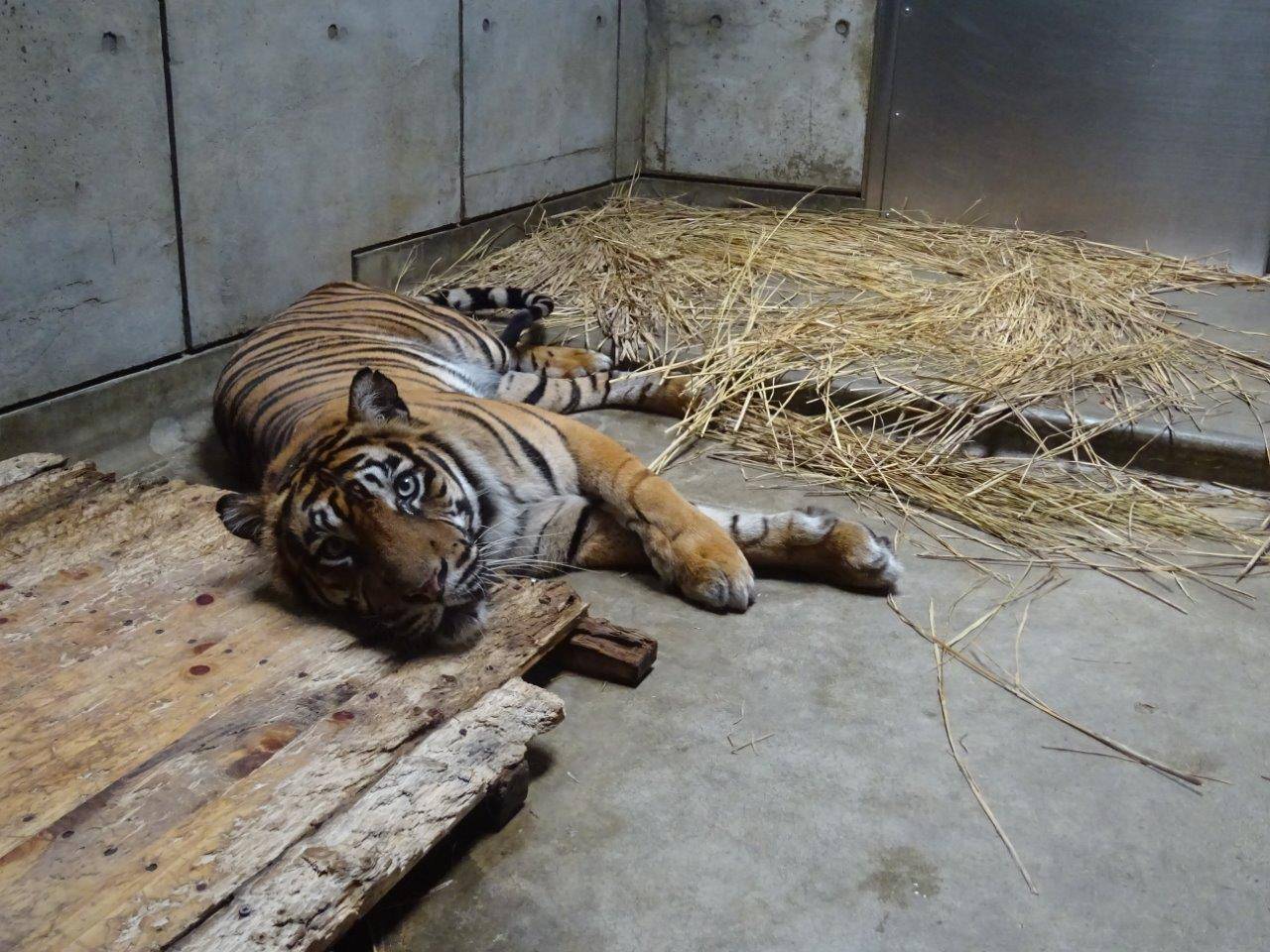 間もなくデルも!の写真